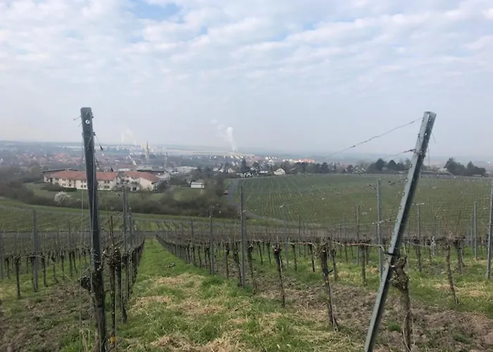 Weinberg Markt Einersheim